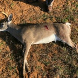 Meet your Posher, Olga